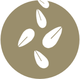 Sésamo